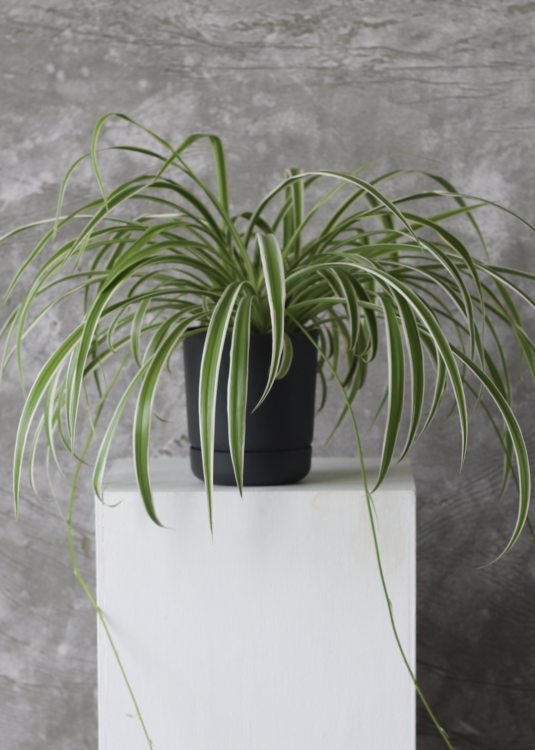 Хлорофитум "Chlorophytum comosum"