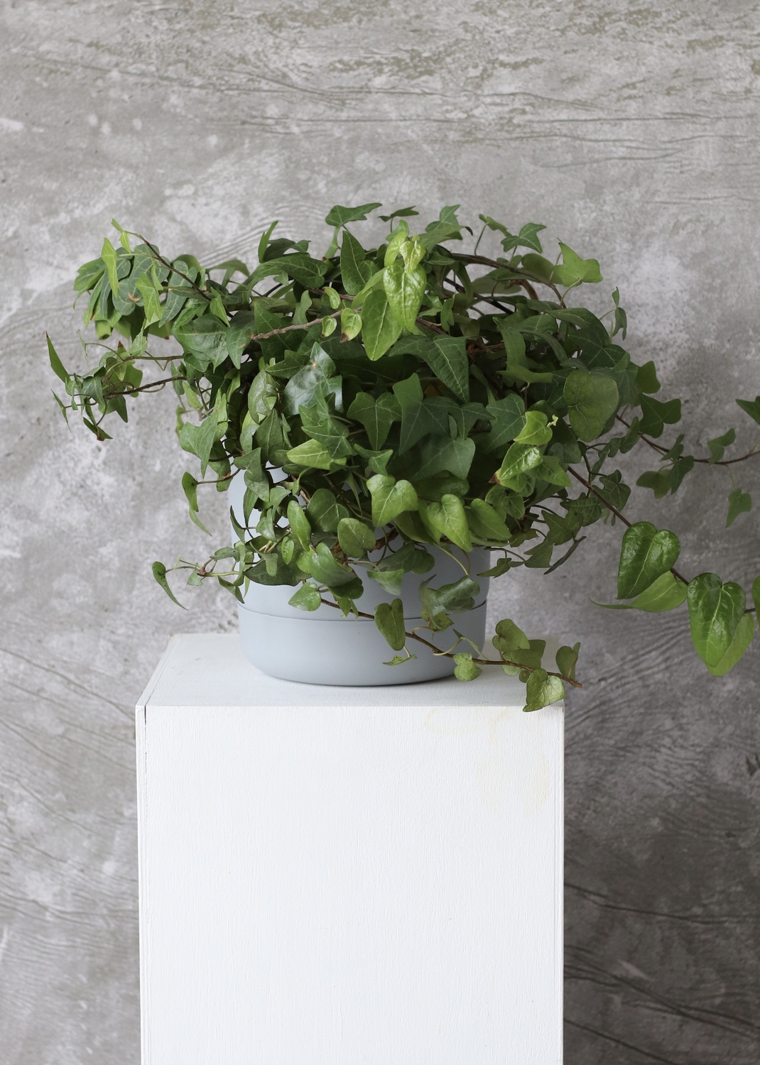 Плющ "Hedera helix"
