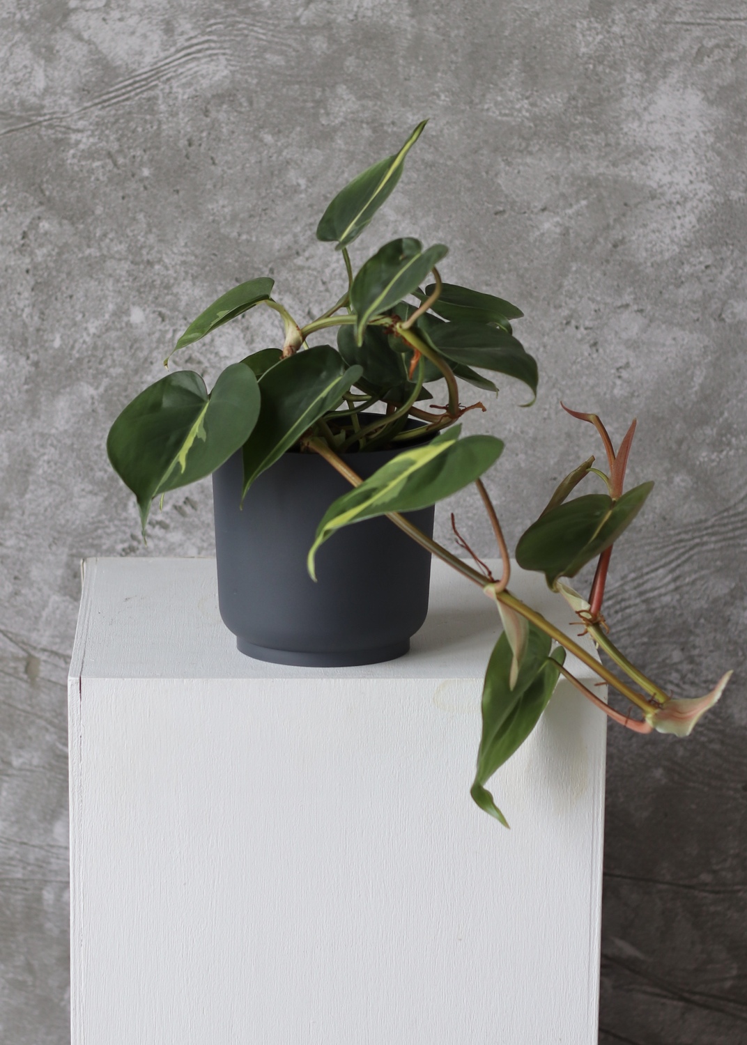 Филодендрон плющевидный "Philodendron scandens"
