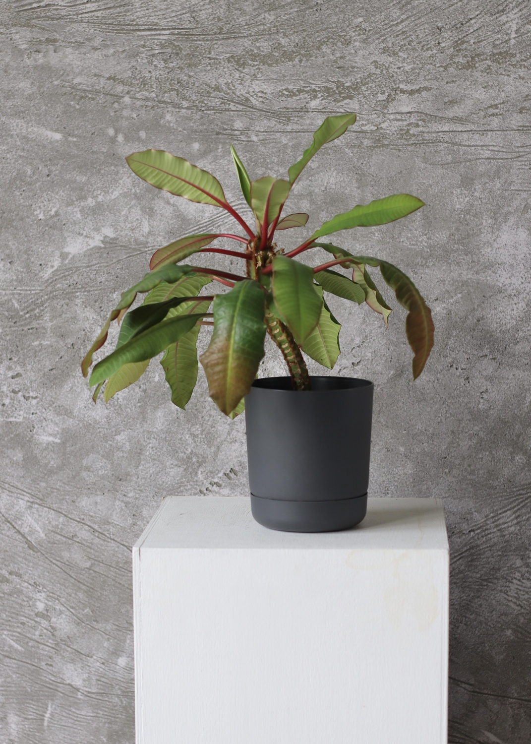 Плюмерия "Plumeria"