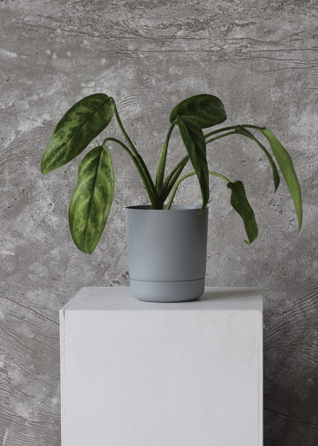 Аглонема "Aglaonema"