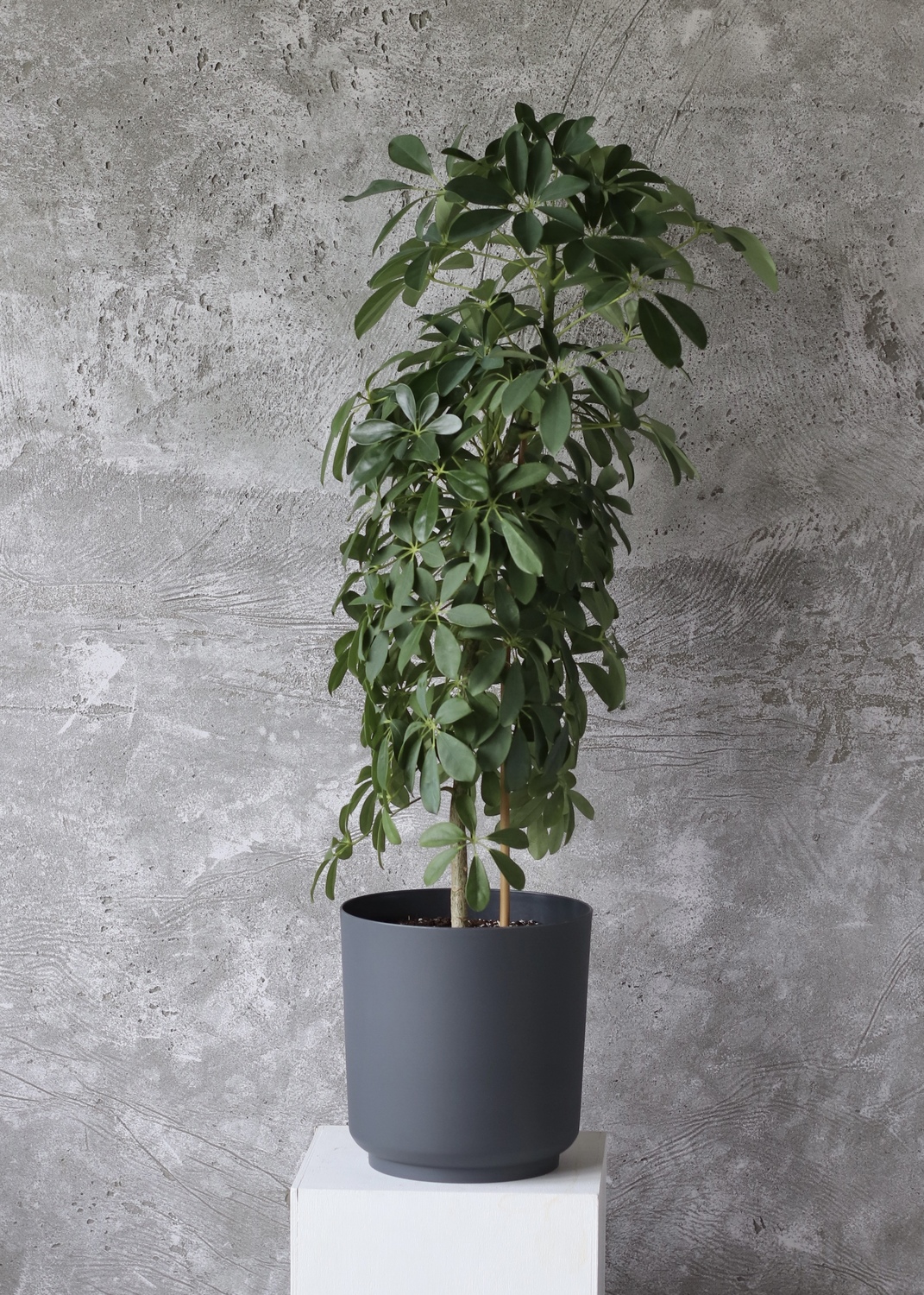 Шеффлера "Schefflera arboricola"