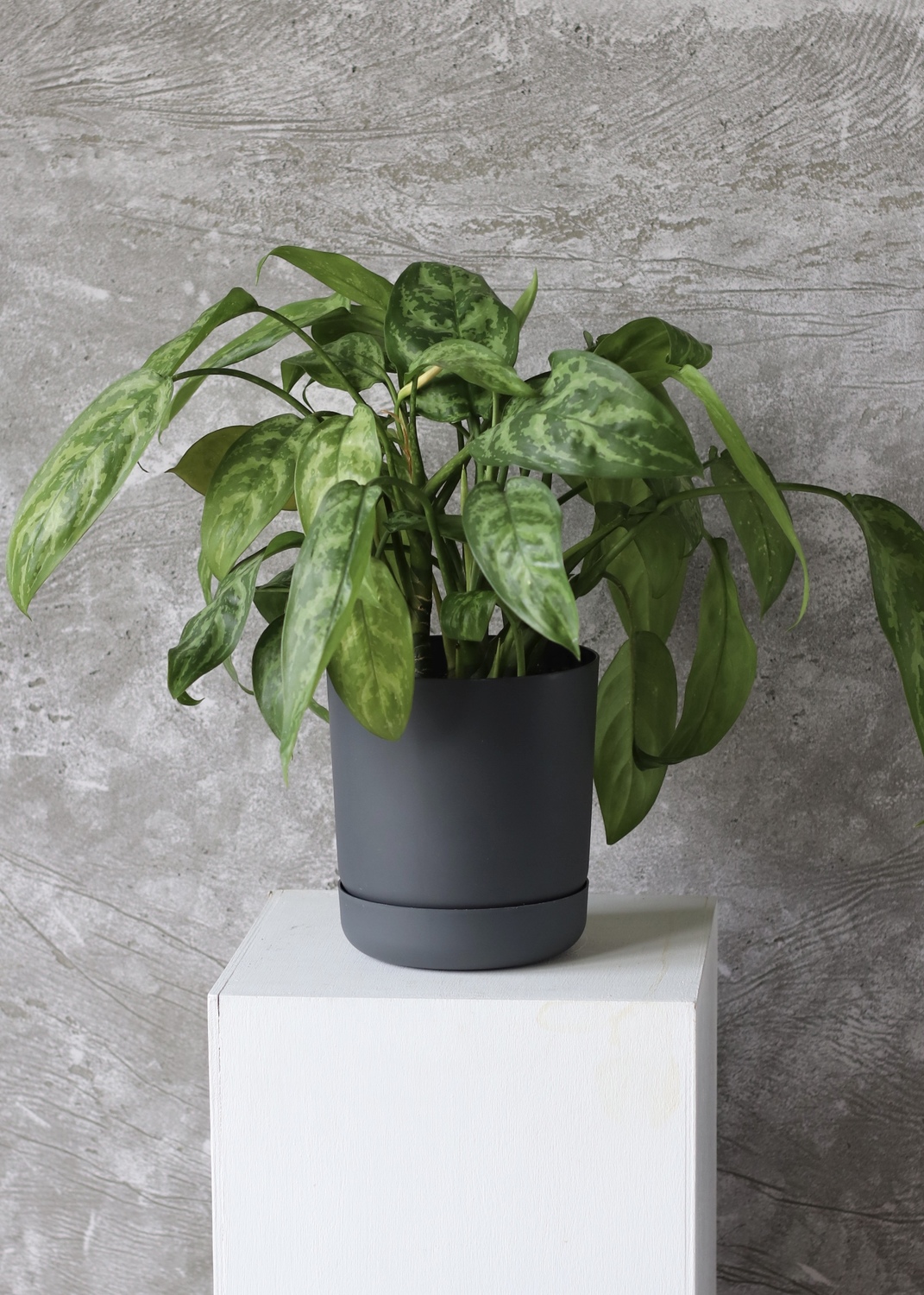 Аглонема "Aglaonema"